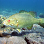 Smallmouth Bass