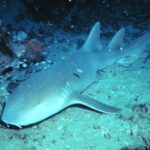 Nurse Shark