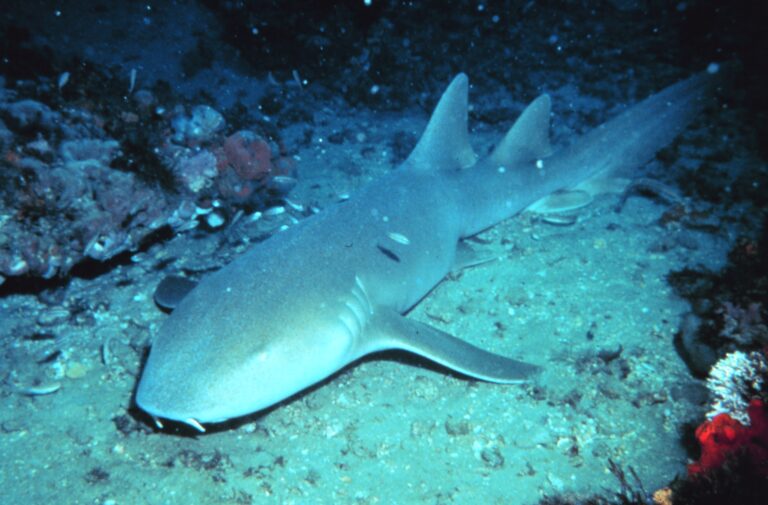 Nurse Shark Nurse Shark