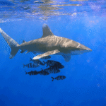 Oceanic Whitetip Shark