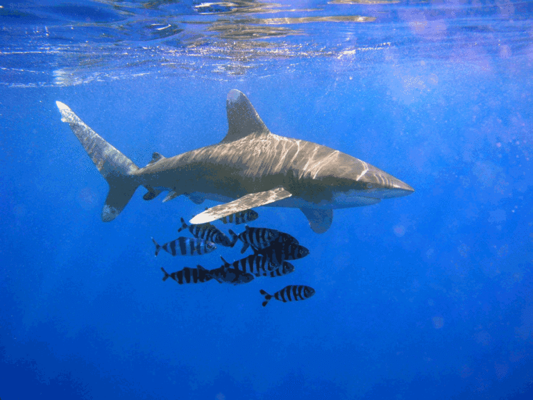 Oceanic Whitetip Shark Oceanic Whitetip Shark