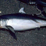 Shortfin Mako Shark