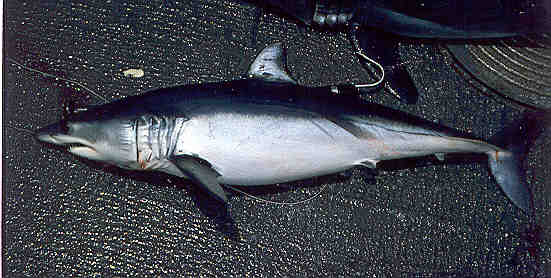 Shortfin Mako Shark Shortfin Mako Shark