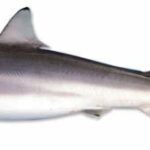 Spinner Shark