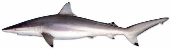 Spinner Shark
