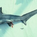 Thresher Shark