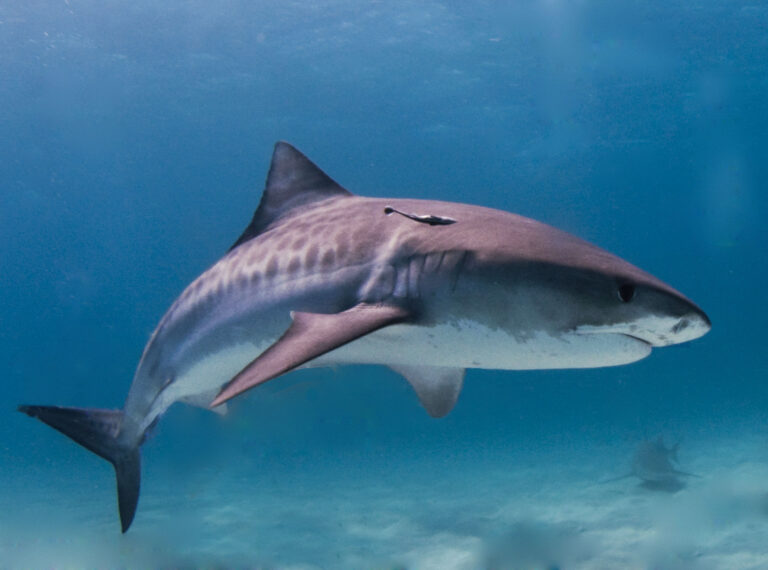 Tiger Shark Tiger Shark