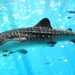 Whale Shark