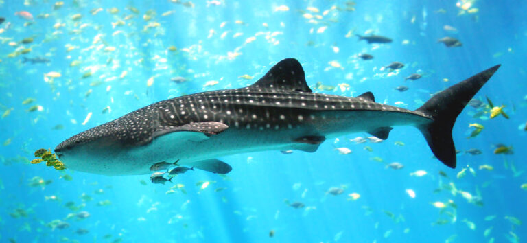 Whale Shark Whale Shark